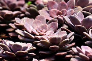 スキンケア朝と夜の効果的な使い分け方法は？