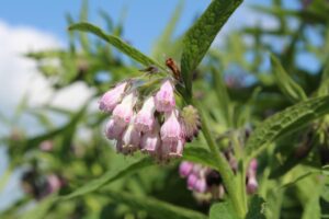 ニキビに効果的な市販薬のおすすめは？