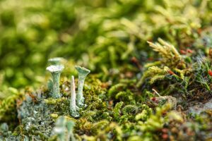 毛孔性苔癬に効果的な食事は何ですか？