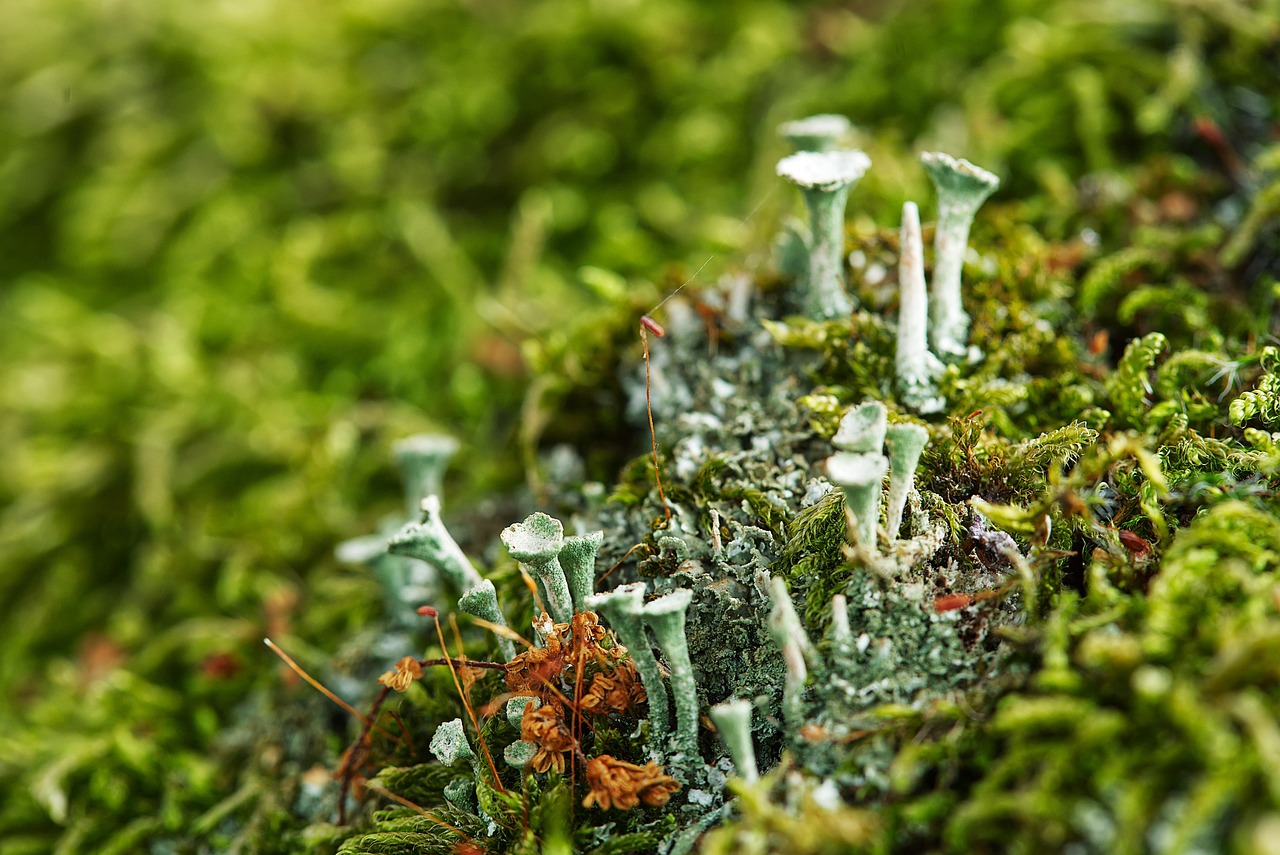 毛孔性苔癬の顔に適したスキンケア方法は？